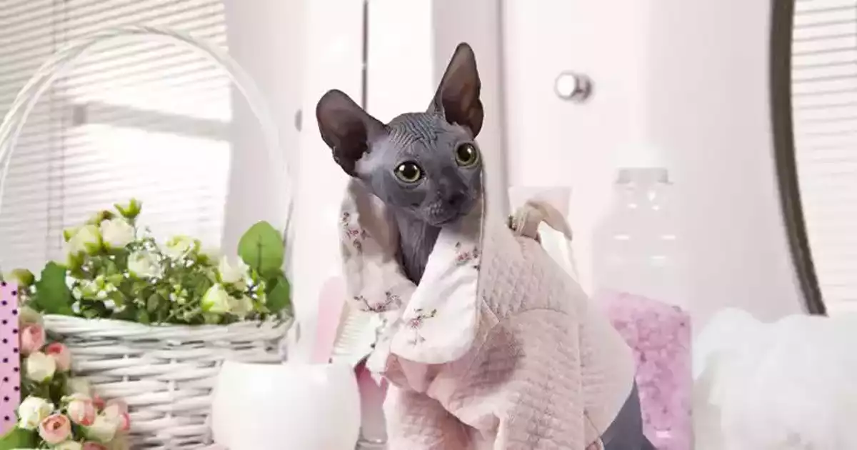 whole home air purifiers for pet allergies