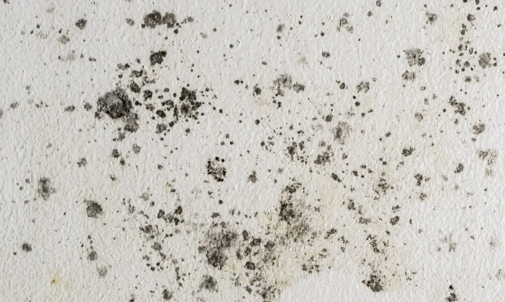 Detailed view of black and grey mold clusters spreading across a white textured drywall surface.