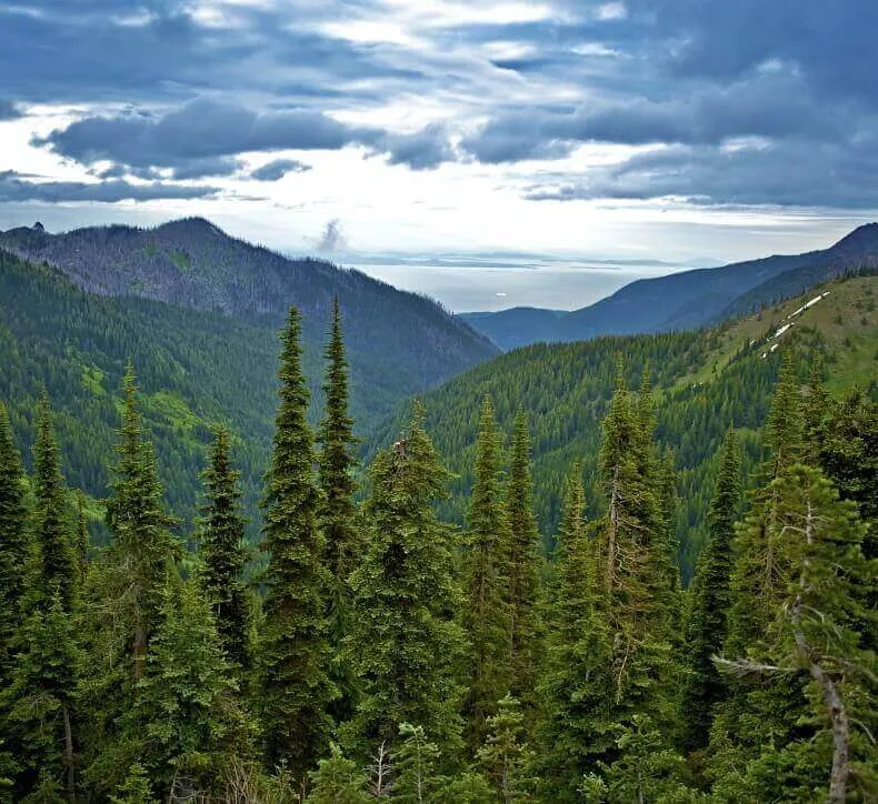 Lush pine tree forest in a mountain valley under a dramatic cloudy sky with a distant view of the ocean.