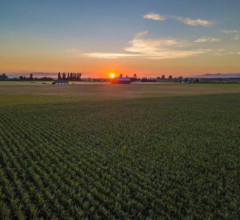 Golden sun sets over rows of green crops in a vast field with a barn silhouetted in the distance.